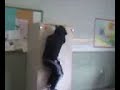 niño loco