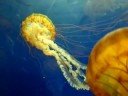 Jellyfish1