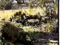 Sniper  BMG 50 cal rifle / tiros com calibre .50