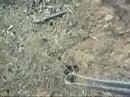 Lango e a historia natural e aspecto biologico... PARTE 2