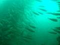 videos de Truth Trip 7 school of fish2