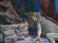 Iguanas dont drink water??? wrong, here is proof