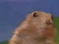 **Original** The Dramatic Chipmunk **Original**