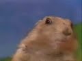 **Original** The Dramatic Chipmunk **Original**