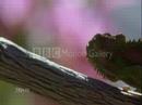 Funky Chameleon