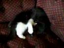 My Kittens 2 My Kittens 2