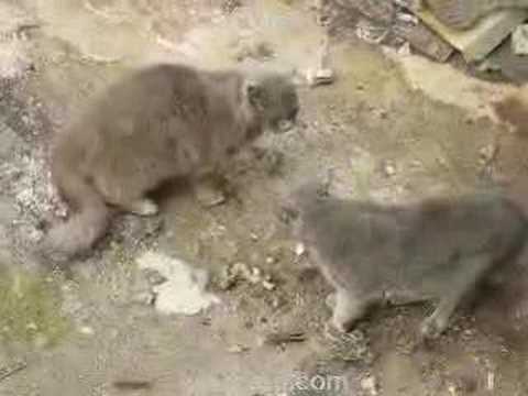 pelea gatos