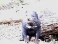 A real Tasmanian Devil