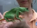 Las ranas en Mazatlan Las ranas en Mazatlan