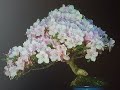 BONSAI