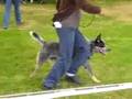 Interdog Bohemia 30.08.2008 ACD Tasman