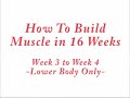 How To Build Muscle in 16 Weeks - Lower Body week 3 to 4