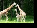 Zoo Animals Eating Zoo Animals Eating