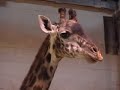 ChronicleT.com Giraffe baby born in zoo ChronicleT.com Giraffe baby born in zoo