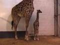 ChronicleT.com   Giraffe baby born in zoo