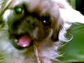 KONSO WHITENING &CLEANING TEETH- ANIMALS