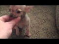 Pocket Chihuahuas Tiny Paws and Claws Cinnabon and Cupid