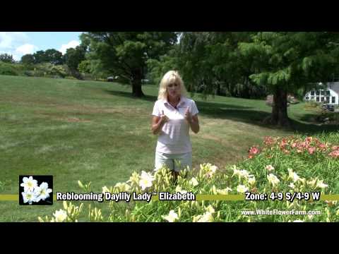 how to transplant stella d'oro lilies