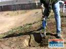 DNCC Service Days: Tree Planting