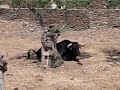 Spanish Bull Spanish Bull