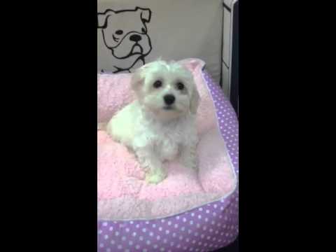 Arista is so sweet & Playful & great with kids UTD