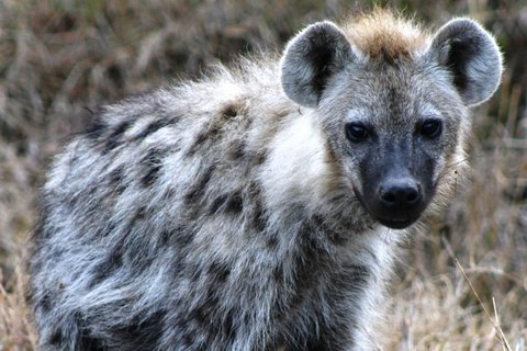 hyena