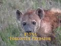 hyena  amazing predator  lion tiger