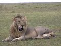 hyena  amazing predator  lion tiger