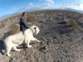 Walking with Tigers