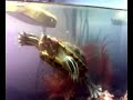 My 15 years old turtle - trachemys scripta elegans My 15 years old turtle - trachemys scripta elegans