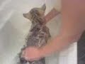 nanook bath nanook bath