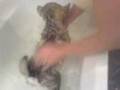 nanook bath