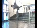 earl, freddy, skate video