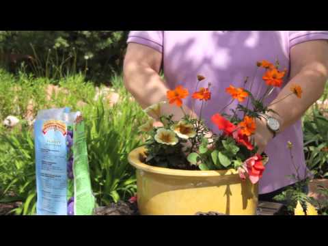 how to replant petunias