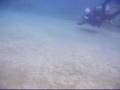 West Maui 1991 Algae Bloom (plus 2007 comparison)