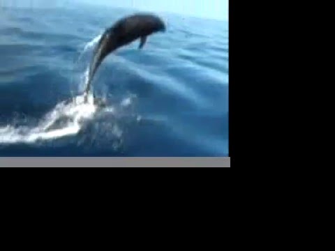 Meet the Dolphins and Whales of ...
