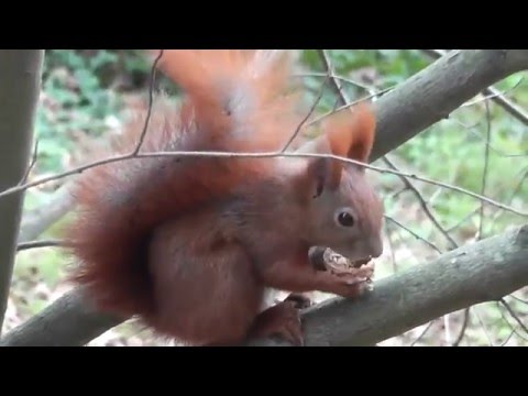Cute red squirrel, niedliches rotes Eichhörnchen frisst aus der Hand
