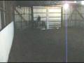 Alias in round pen.MPG