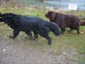 Dottie Dog - The big black dog of Altarnun 2 Dottie Dog - The big black dog of Altarnun 2
