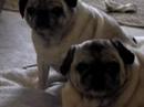 Who Let The Pugs Out? Who Let The Pugs Out?