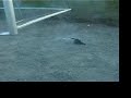 Mini Cannon