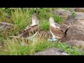 Blue-footed Booby Dancing!