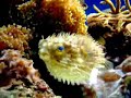funny puffer \"puff up\" funny puffer \"puff up\"