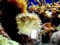 funny puffer puff up
