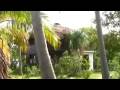 Jamica Field Service Project Part one
