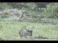 videos de Wildebeast calling at Nkorho