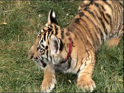 tigar