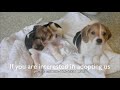 Beagle puppies at the Washington Animal Rescue League