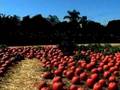 Pumpkin C...