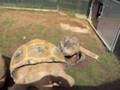 Giant Tortoises mating